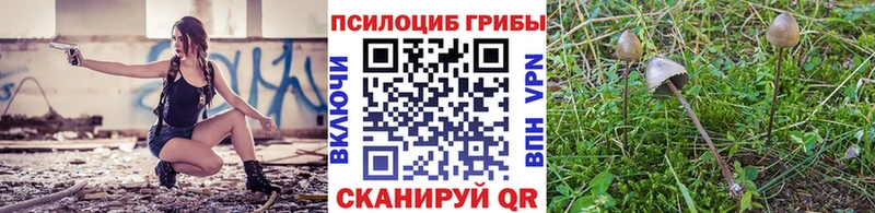 где купить   Северск  Псилоцибиновые грибы Psilocybine cubensis 